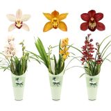 ORHIDEJA CYMBIDIUM 2ST 12 CM