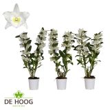 ORHIDEJA DENDROBIUM APOLLON 2ST L12 CM