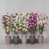 DENDROBIJ NOBILE MIX L13 V OKRASNEM LONCU