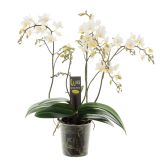 ORHIDEJA DIVJA ORHIDEJA L12