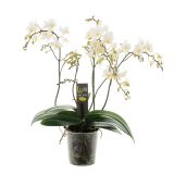 ORHIDEJA DIVJA WILD MIX L12