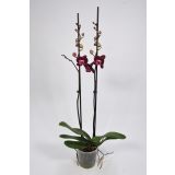 ORHIDEJA EL. DEBORA ROZA L 12