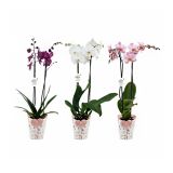 ORHIDEJA FALENOPSIS 2 ST LOVE MIX L12 CM