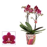 ORHIDEJA FALENOPSIS 2ST 25+ CVETOV CHAMONIX L12