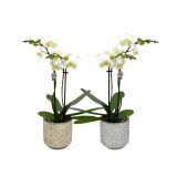 ORHIDEJA FALENOPSIS 2ST BELA V OKRAS LON. L 9 CM