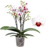 ORHIDEJA FALENOPSIS 3ST L12 CM SAFE HAVEN 30+ CVETOV