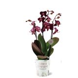 ORHIDEJA FALENOPSIS 3ST SYMPHONY L12 CM
