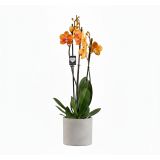 ORHIDEJA FALENOPSIS BOLOGNA 3ST L12 CM