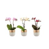 ORHIDEJA FALENOPSIS MINI AQUA 2ST V OKRAS. LON. L7 CM