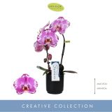 ORHIDEJA KASKADA ČRN OKR. LONEC L9