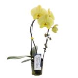 ORHIDEJA KASKADA RUMENA L9