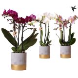 ORHIDEJA KOLIBRI L9 NA STOJALU VIŠ 40CM