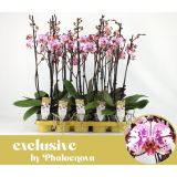 ORHIDEJA MAGIC ART 2-STEBELNA MIX L12