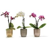 ORHIDEJA MINI V LONČKU L6 MIX VIŠ 17CM
