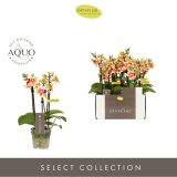 ORHIDEJA MINI TESS 3-STEBELNA L7