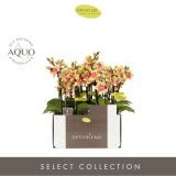 ORHIDEJA MINI TESS 3-STEBELNA L7