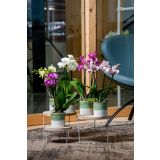 ORHIDEJA MIX 3-STEBELNA L9