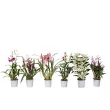 ORHIDEJA MIX ORHIDEJ 2-STEBELNA L12