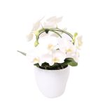 ORHIDEJA ORHIDEJA TROPIC SNOWBALL V OKRASNEM LONCU L12