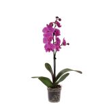 ORHIDEJA PHALAENOPSIS 1 STEBLO L12 9+ CVETOV