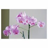 ORHIDEJA PHALAENOPSIS 2 STEBLI L12