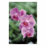 ORHIDEJA PHALAENOPSIS 2 STEBLI L12 V OKRASNEM LONCU L16