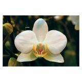 ORHIDEJA PHALAENOPSIS 2 STEBLI L12 V OKRASNEM LONCU L16