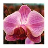 ORHIDEJA PHALAENOPSIS 2 STEBLI L12 V OKRASNEM LONCU L16