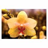 ORHIDEJA PHALAENOPSIS 2 STEBLI L12 V OKRASNEM LONCU L16