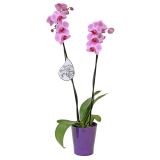 ORHIDEJA PHALAENOPSIS 2 STEBLI L12 V OKRASNEM LONCU L16