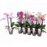 ORHIDEJA PHALAENOPSIS 3 ST L12 CM