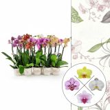 ORHIDEJA PHALAENOPSIS 3 ST L12 CM