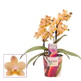 ORHIDEJA PHALAENOPSIS DIŠEČI 2ST SCENTION SCENZA L12 CM