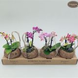 ORHIDEJA PHALAENOPSIS MINI KOKODAMA