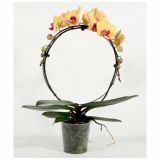 ORHIDEJA PHALAENOPSIS OBLIKOVAN KROG L12