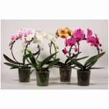 ORHIDEJA PHALAENOPSIS OBLIKOVAN KROG L12