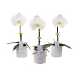 ORHIDEJA PHALAENOPSIS SINGOLO L9