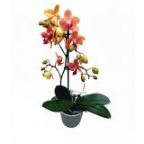 ORHIDEJA PHALAENOPSIS SUNSET LOVE 1ST RAZV. L12