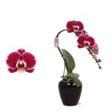 ORHIDEJA PHALAENOPSIS SWAN RED V OKRAS. LON. L7 CM
