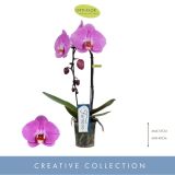 ORHIDEJA ROZA KASKADA 1-STEBELNA L9