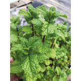 META VOLMARY ORIENTALSKA TASHKENT L12