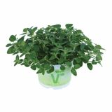 ORIGANO VOLMARY VULGARE MARGERITHA L12