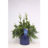 TUJA ORJAŠKI KLEK CAN-CAN L15