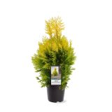 TUJA ORJAŠKI KLEK GOLDY L19