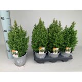 PACIPRESA ALPICA L11 CM