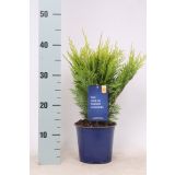 PACIPRESA LAWSONOVA STARDUST L15