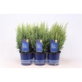 PACIPRESA LAWSONOVA WHITE SPOT L15