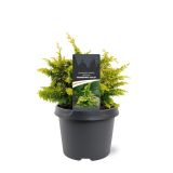 PACIPRESA OBTUSA FERNSPRAY GOLD L3 L