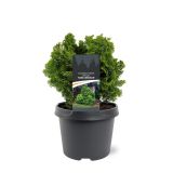 PACIPRESA OBTUSA NANA GRACILIS L3 L