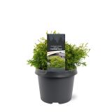 PACIPRESA OBTUSA TSATSUMI GOLD L3 L